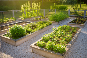 community garden